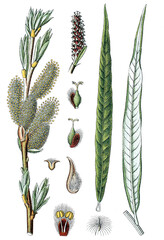 Korb-Weide Salix viminalis © Bildagentur-o