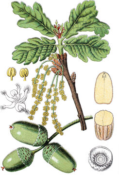 Stieleiche Quercus robur, Syn.: Quercus pedunculata