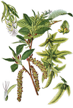 Hainbuche Carpinus betulus, auch Weissbuche oder Hagebuche