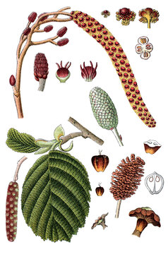 Schwarz-Erle Alnus glutinosa