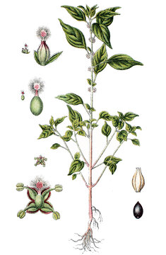 Aufrechte Glaskraut Parietaria officinalis, Syn.: Parietaria erecta