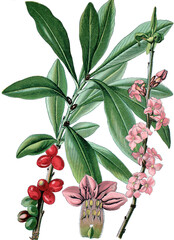 Seidelbast, Daphne mezereum