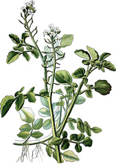 Brunnenkresse, Nasturtium officinale