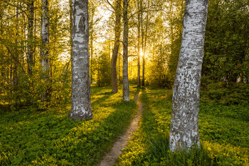 Sunset through birch trees in a serene spring forest &mdash; golden light illuminates a winding dirt path surrounded by lush greenery, perfect for nature, peace, and adventure themes.