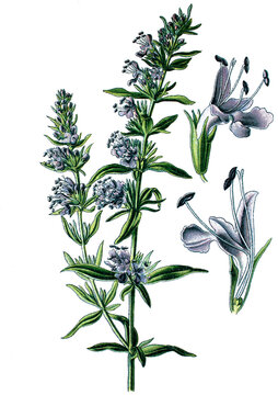 Ysop, Hyssopus officinalis