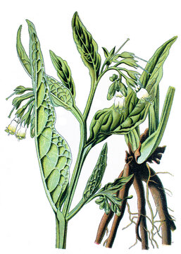 Beinwell, Symphytum officinale