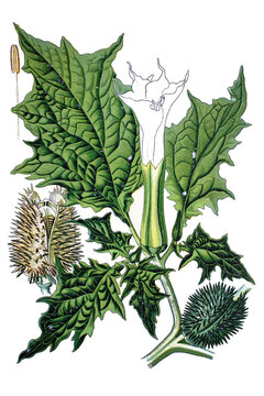 Stechapfel, Datura stramonium