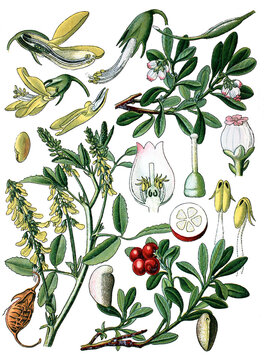 links: Feldsteinklee Melilotus officinalis. rechts: Baerentaube, Arctostaphus officinalis