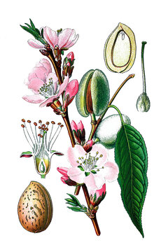 Mandelbaum, Prunus dulcis