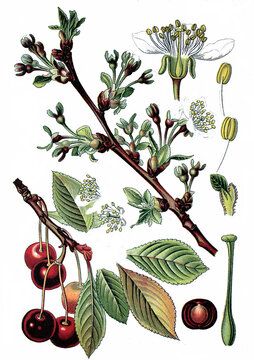 Sauerkirsche, Prunus cerasus