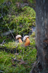 Pair of Wild Mushrooms Growing Among Moss and Pine Needles – Forest Nature Background