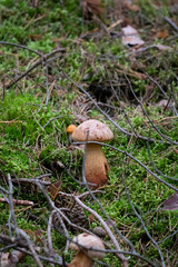 Wild Forest Mushroom Growing in Green Moss – Nature Macro Photography