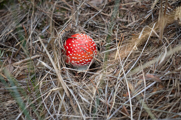 Red Amanita Muscaria Mushroom in Natural Forest Scene Under Cloudy Sky, Wild Nature Photo
