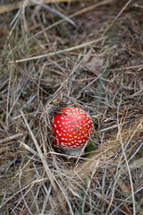 Single Amanita Muscaria Mushroom Growing in Mossy Forest Under Cloudy Natural Daylight