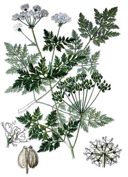 gefleckter Schierling, Conium maculatum