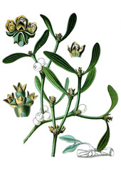 Mistel, Viscum album
