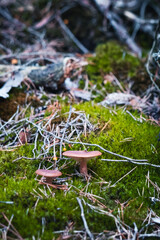 Wild Mushroom Growing in Forest Moss – Natural Woodland Macro Photography