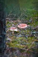 Wild Mushroom Growing in Forest Moss – Natural Woodland Macro Photography