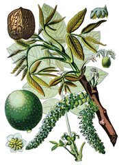 Walnussbaum, Juglans regia