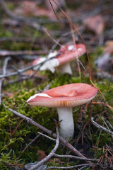 Wild Mushroom Growing in Forest Moss – Natural Woodland Macro Photography