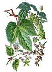 Hopfen, Humulus lupulus