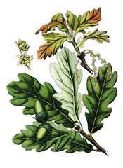 Stieleiche, Quercus pedunclata