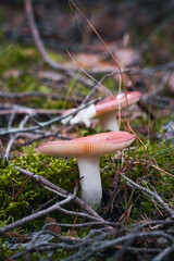 Wild Mushroom Growing in Forest Moss – Natural Woodland Macro Photography
