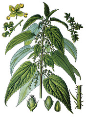 Grosse Nessel, Urtica dioica
