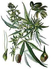 Hanf, Cannabis sativa