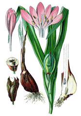 Herbstzeitlose, Colchicum automnale