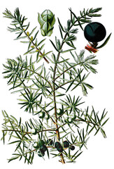 Wacholder, Juniperus communis