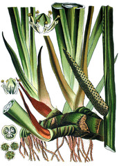 Kalmus, Acorus calamus