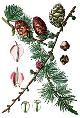 Laerche, Lärche, Pinus larix