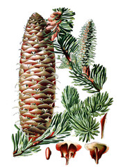 Tanne, Pinus Picea