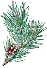 gemeine Kiefer, Wald-Kieder, Pinus silvestris