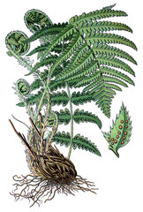 Wurmfarn, Dryopteris filix-mas
