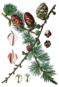 Laerche, L&auml;rche, Pinus larix