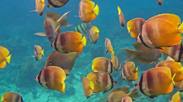 tropical yellow fishs in slow motion