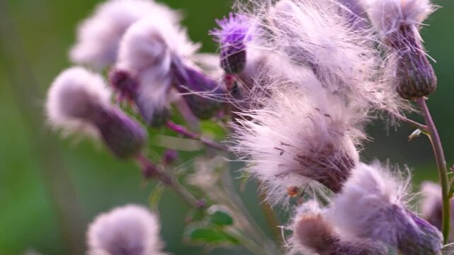 Close up of the carduus acanthoides, or the spiny plumeless thistle plant during summer, in full bloom, with its purple flowers and fluffy fruiting	