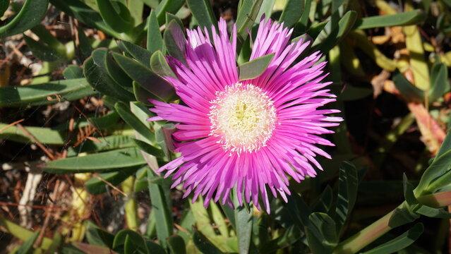 Captivating pink ice plant flower in full bloom, showcasing its striking beauty and unique texture in a sunny coastal garden.