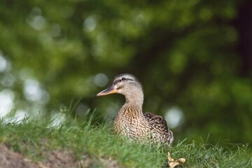 duck in the grass