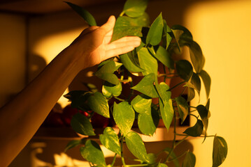 Person's hand gently touching the vibrant green leaves of a pothos plant, illuminated by golden hour sunlight, conveying concepts of plant care, home gardening, and connection to nature indoors