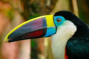 Beautiful and colorful bird that can be seen in the landscapes of the Colombian Coffee Region