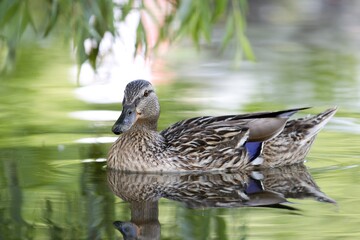 duck on the water