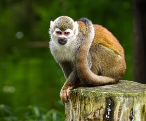 Close-up view of beautiful animals located in zoos of the Coffee Region