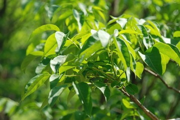 Obraz premium Tetradium daniellii, a deciduous tree of the Rutaceae family, produces nectar-rich white flowers in summer and red fruits in autumn. Photographed in Korea.