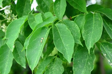 Tetradium daniellii, a deciduous tree of the Rutaceae family, produces nectar-rich white flowers in summer and red fruits in autumn. Photographed in Korea.