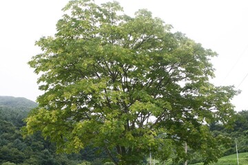 Fototapeta premium Tetradium daniellii, a deciduous tree of the Rutaceae family, produces nectar-rich white flowers in summer and red fruits in autumn. Photographed in Korea.