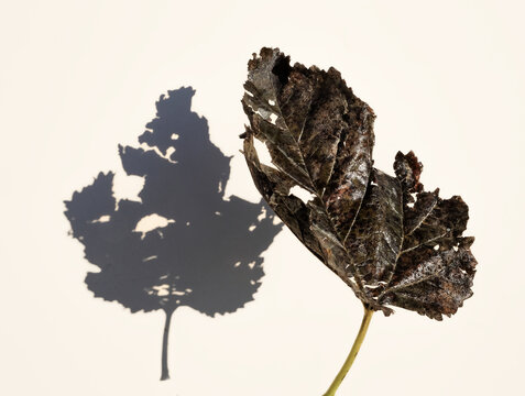 feuille de murier , ombre et lumi&egrave;re , nature , &eacute;tat des choses , portrait  , graphisme , simplicit&eacute; , nature morte , soleil d'hiver ,optimisme , silhouette , arbre  , France , Ard&egrave;che 