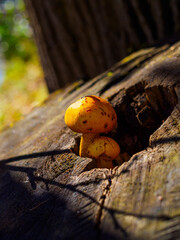 Golden scalycap pholiota aurivella on a stump in the sun's rays